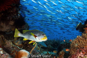 Sweet lips by Stuart Ganz 